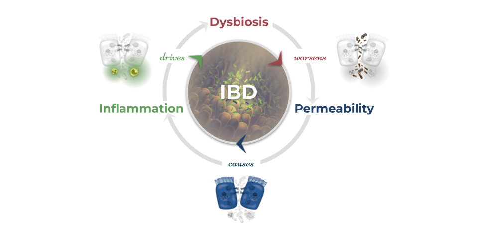 The IBD Cycle: permeability causes inflammation which drives dysbiosis which worsens permeability and so on.