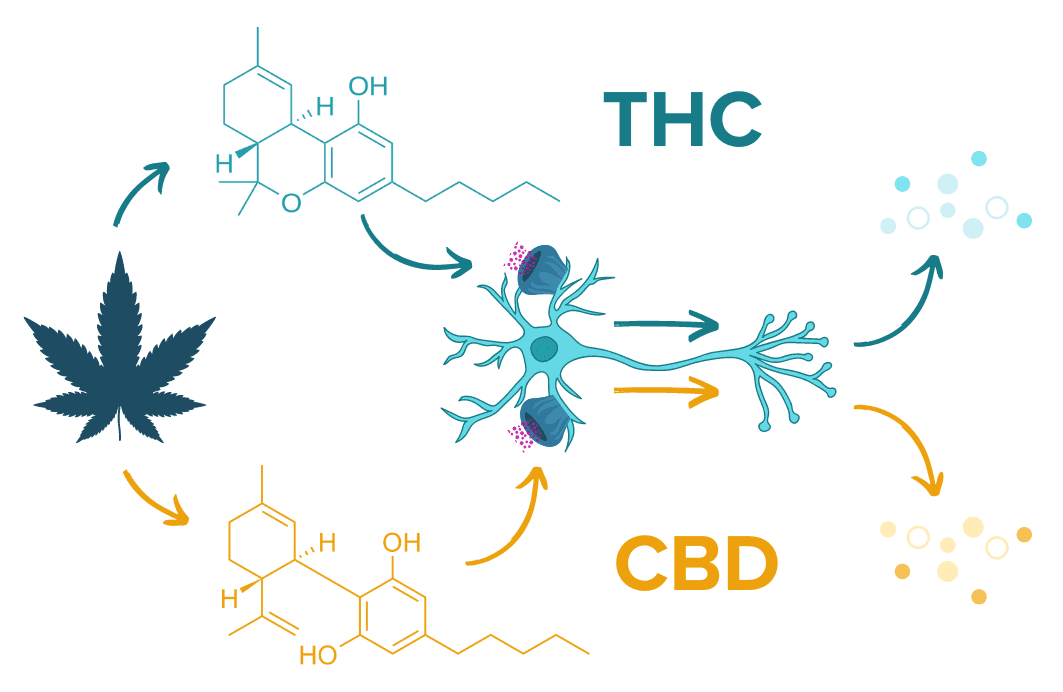 Cannabis For Inflammatory Bowel Disease: The Science & Practical ...