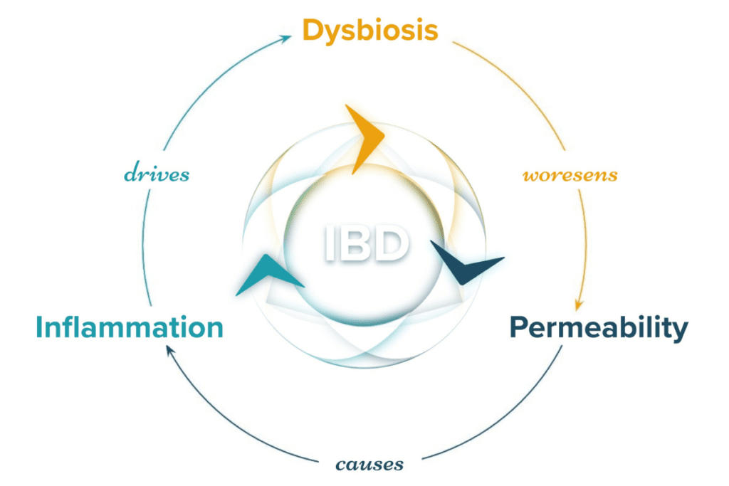 The IBD Cycle: permeability causes inflammation which drives dysbiosis which worsens permeability and so on.